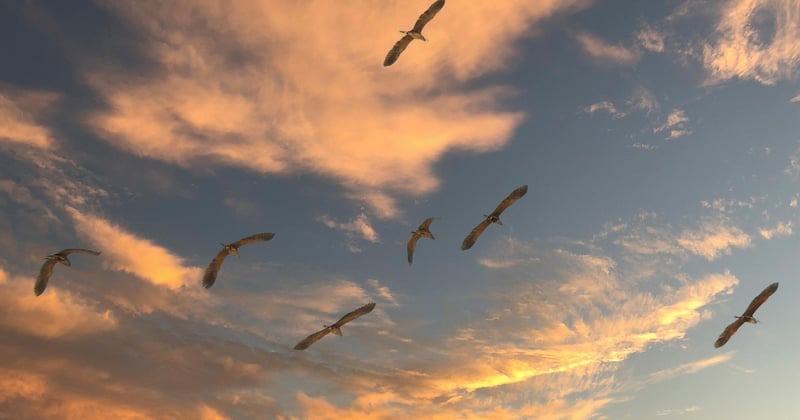 oiseaux migrateurs